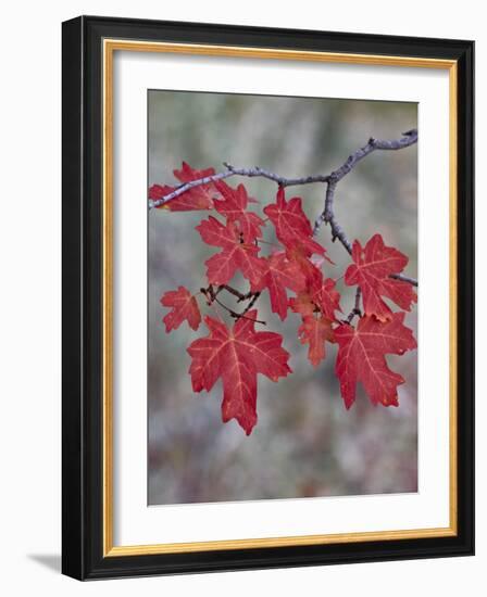 Red Leaves on a Big Tooth Maple Branch in the Fall-James Hager-Framed Photographic Print