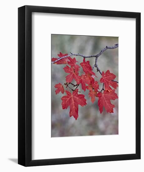 Red Leaves on a Big Tooth Maple Branch in the Fall-James Hager-Framed Photographic Print