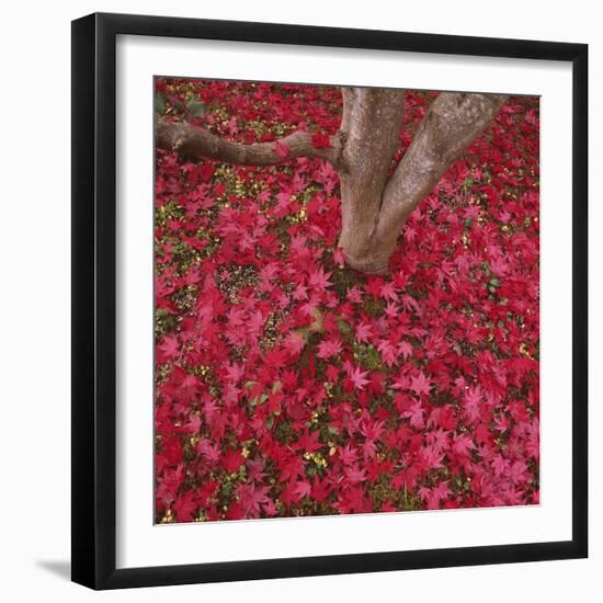 Red Leaves on Ground-Micha Pawlitzki-Framed Photographic Print
