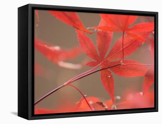 Red Leaves-Ryuji Adachi-Framed Premier Image Canvas