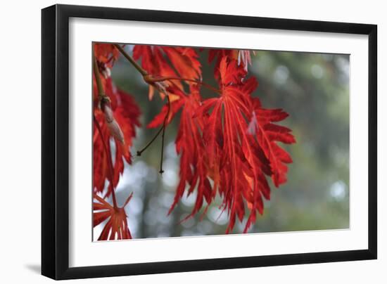 Red Leaves-Brian Moore-Framed Photographic Print
