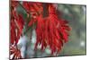 Red Leaves-Brian Moore-Mounted Photographic Print
