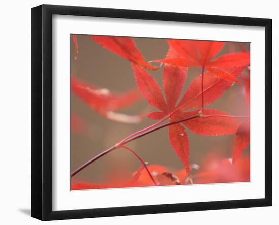 Red Leaves-Ryuji Adachi-Framed Photographic Print