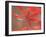 Red Leaves-Ryuji Adachi-Framed Photographic Print