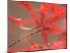 Red Leaves-Ryuji Adachi-Mounted Photographic Print