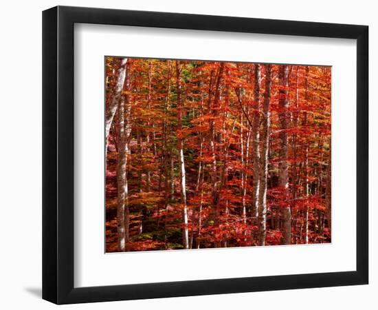 Red leaves-Marco Carmassi-Framed Photographic Print