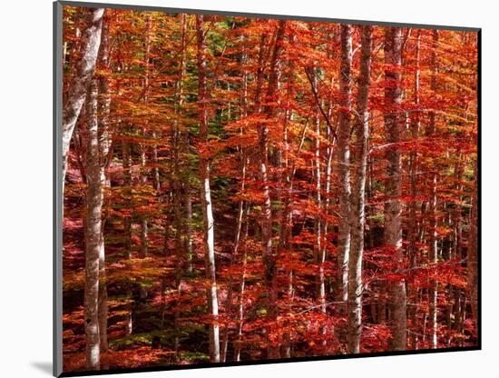 Red leaves-Marco Carmassi-Mounted Photographic Print