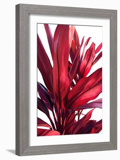 Red Leaves-Alex Hanson-Framed Art Print