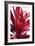 Red Leaves-Alex Hanson-Framed Art Print