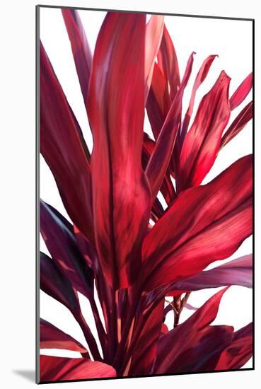 Red Leaves-Alex Hanson-Mounted Art Print