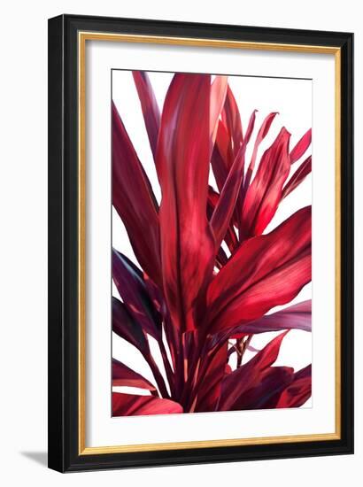 Red Leaves-Alex Hanson-Framed Art Print