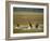 Red Lechwe (Kobus Leche), Busanga Plains, Kafue National Park, Zambia, Africa-Sergio Pitamitz-Framed Photographic Print