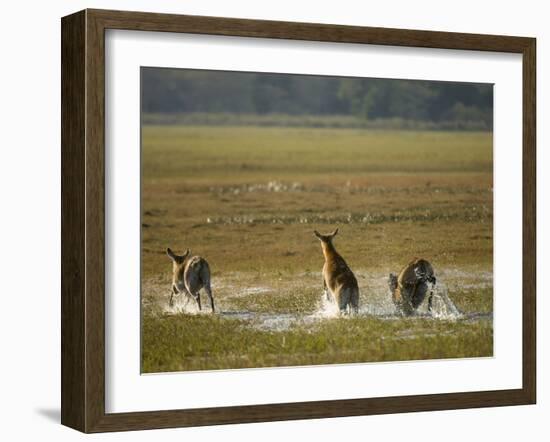 Red Lechwe (Kobus Leche), Busanga Plains, Kafue National Park, Zambia, Africa-Sergio Pitamitz-Framed Photographic Print