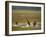 Red Lechwe (Kobus Leche), Busanga Plains, Kafue National Park, Zambia, Africa-Sergio Pitamitz-Framed Photographic Print