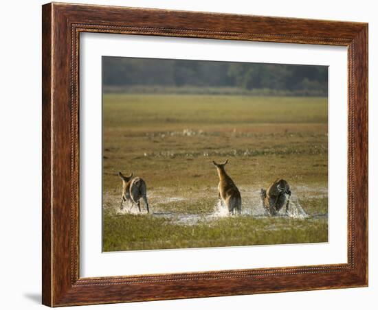 Red Lechwe (Kobus Leche), Busanga Plains, Kafue National Park, Zambia, Africa-Sergio Pitamitz-Framed Photographic Print