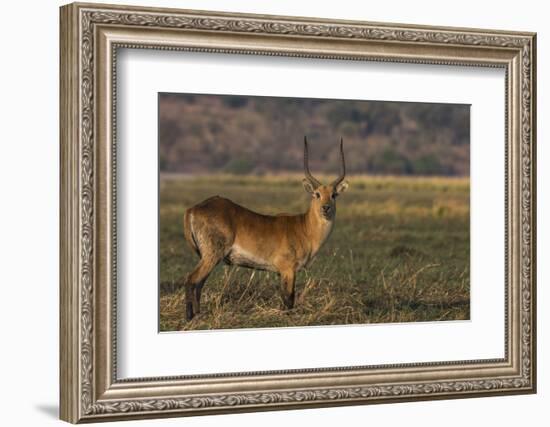 Red lechwe (Kobus leche), Chobe National Park, Botswana-Ann and Steve Toon-Framed Photographic Print