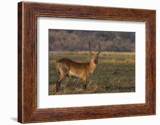 Red lechwe (Kobus leche), Chobe National Park, Botswana-Ann and Steve Toon-Framed Photographic Print