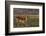 Red lechwe (Kobus leche), Chobe National Park, Botswana-Ann and Steve Toon-Framed Photographic Print