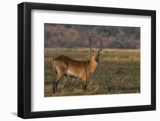 Red lechwe (Kobus leche), Chobe National Park, Botswana-Ann and Steve Toon-Framed Photographic Print