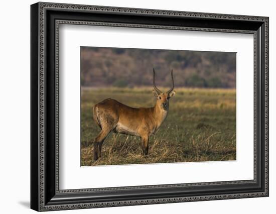 Red lechwe (Kobus leche), Chobe National Park, Botswana-Ann and Steve Toon-Framed Photographic Print