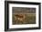 Red lechwe (Kobus leche), Chobe National Park, Botswana-Ann and Steve Toon-Framed Photographic Print