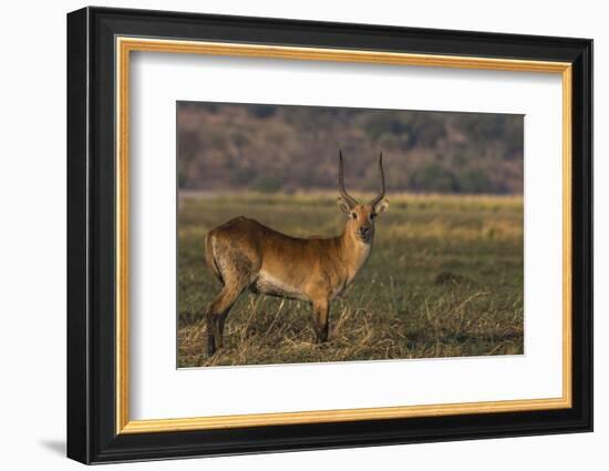 Red lechwe (Kobus leche), Chobe National Park, Botswana-Ann and Steve Toon-Framed Photographic Print