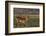 Red lechwe (Kobus leche), Chobe National Park, Botswana-Ann and Steve Toon-Framed Photographic Print