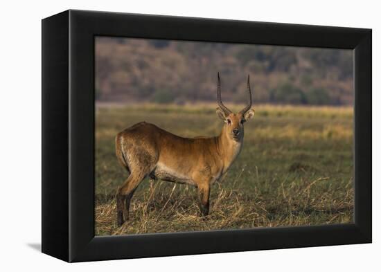 Red lechwe (Kobus leche), Chobe National Park, Botswana-Ann and Steve Toon-Framed Premier Image Canvas