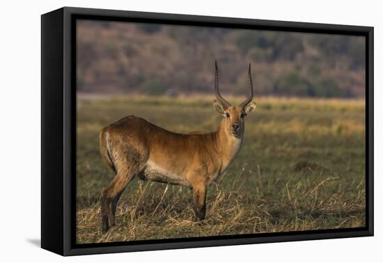 Red lechwe (Kobus leche), Chobe National Park, Botswana-Ann and Steve Toon-Framed Premier Image Canvas