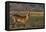 Red lechwe (Kobus leche), Chobe National Park, Botswana-Ann and Steve Toon-Framed Premier Image Canvas