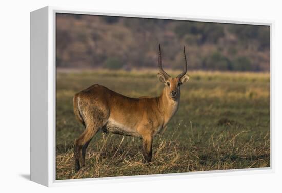 Red lechwe (Kobus leche), Chobe National Park, Botswana-Ann and Steve Toon-Framed Premier Image Canvas