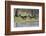 Red lechwe (Kobus leche leche), Khwai Conservation Area, Okavango Delta, Botswana, Africa-Sergio Pitamitz-Framed Photographic Print