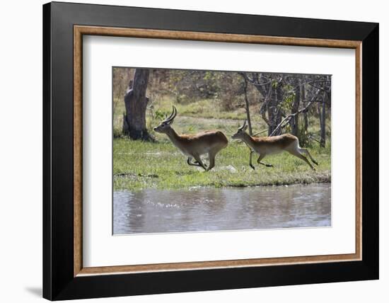 Red lechwe (Kobus leche leche), Khwai Conservation Area, Okavango Delta, Botswana, Africa-Sergio Pitamitz-Framed Photographic Print