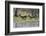 Red lechwe (Kobus leche leche), Khwai Conservation Area, Okavango Delta, Botswana, Africa-Sergio Pitamitz-Framed Photographic Print