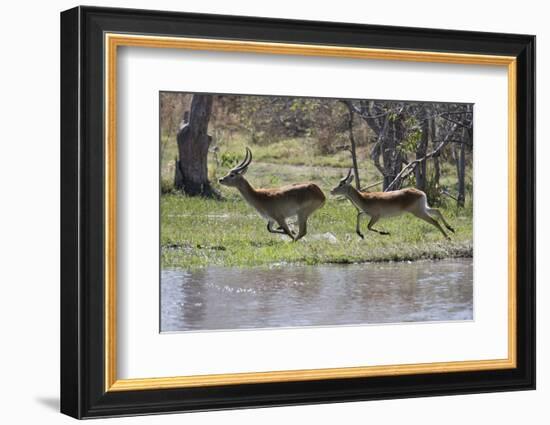 Red lechwe (Kobus leche leche), Khwai Conservation Area, Okavango Delta, Botswana, Africa-Sergio Pitamitz-Framed Photographic Print