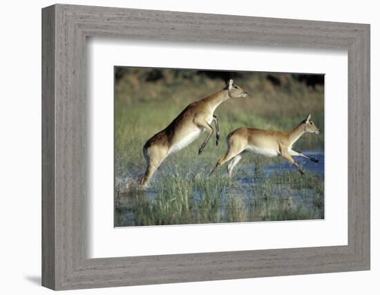 Red Lechwe Pair Running and Jumping in Swamp (Kobus Leche). Khwai River, Moremi Gr, Botswana-Christophe Courteau-Framed Photographic Print