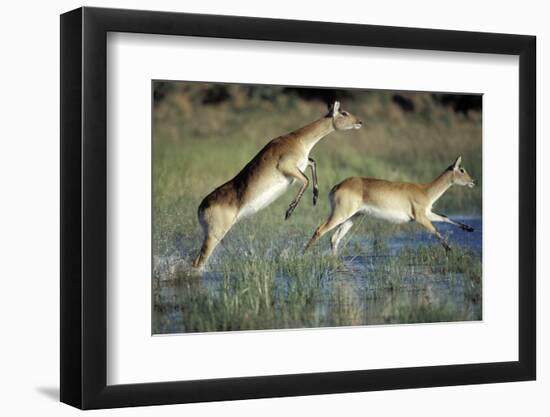 Red Lechwe Pair Running and Jumping in Swamp (Kobus Leche). Khwai River, Moremi Gr, Botswana-Christophe Courteau-Framed Photographic Print