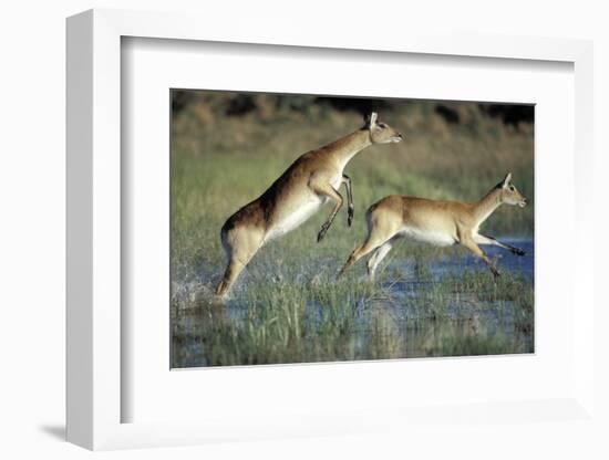 Red Lechwe Pair Running and Jumping in Swamp (Kobus Leche). Khwai River, Moremi Gr, Botswana-Christophe Courteau-Framed Photographic Print