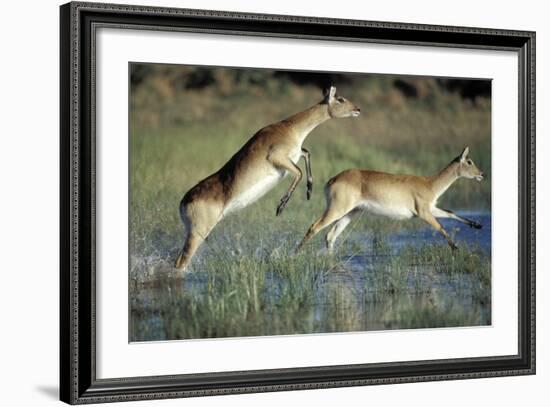 Red Lechwe Pair Running and Jumping in Swamp (Kobus Leche). Khwai River, Moremi Gr, Botswana-Christophe Courteau-Framed Photographic Print