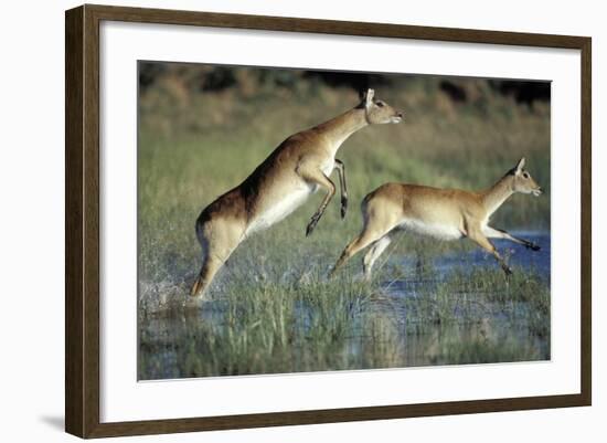 Red Lechwe Pair Running and Jumping in Swamp (Kobus Leche). Khwai River, Moremi Gr, Botswana-Christophe Courteau-Framed Photographic Print