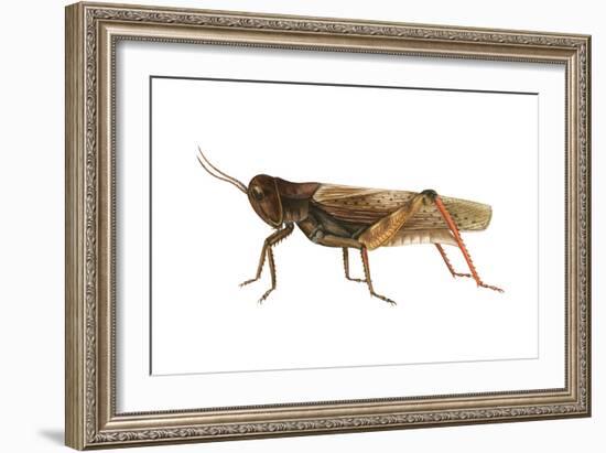 Red-Legged Grasshopper (Melanoplus Femur-Rubrum), Insects-Encyclopaedia Britannica-Framed Art Print