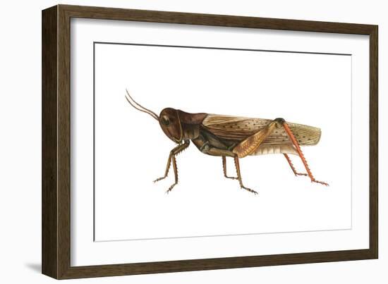 Red-Legged Grasshopper (Melanoplus Femur-Rubrum), Insects-Encyclopaedia Britannica-Framed Art Print