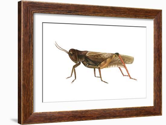 Red-Legged Grasshopper (Melanoplus Femur-Rubrum), Insects-Encyclopaedia Britannica-Framed Art Print