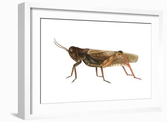 Red-Legged Grasshopper (Melanoplus Femur-Rubrum), Insects-Encyclopaedia Britannica-Framed Art Print