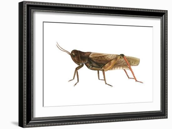 Red-Legged Grasshopper (Melanoplus Femur-Rubrum), Insects-Encyclopaedia Britannica-Framed Art Print