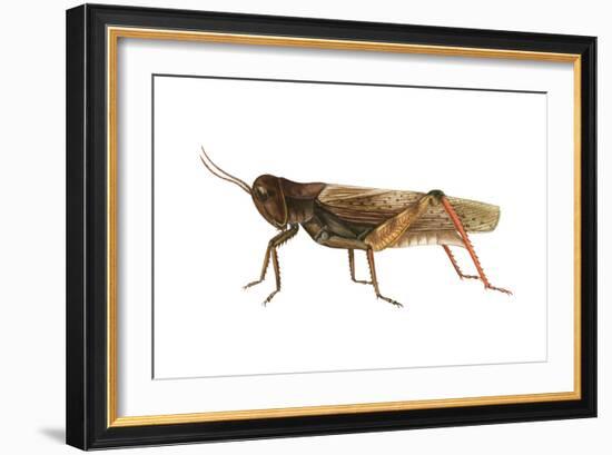 Red-Legged Grasshopper (Melanoplus Femur-Rubrum), Insects-Encyclopaedia Britannica-Framed Art Print