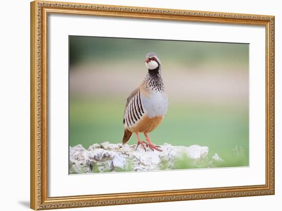 Red-Legged Partridge (Alectoris Rufa) Perched On Stones. Lleida Province. Catalonia. Spain-Oscar Dominguez-Framed Photographic Print
