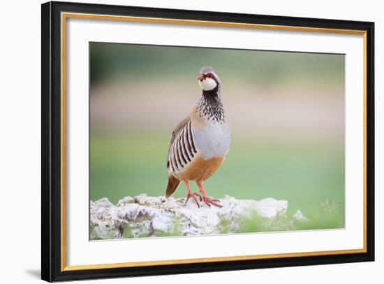 Red-Legged Partridge (Alectoris Rufa) Perched On Stones. Lleida Province. Catalonia. Spain-Oscar Dominguez-Framed Photographic Print