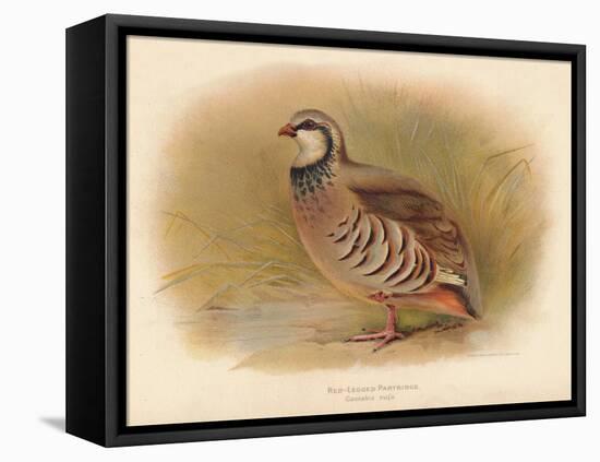 Red-Legged Partridge (Caccabus rufa), 1900, (1900)-Charles Whymper-Framed Premier Image Canvas