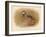 Red-Legged Partridge (Caccabus rufa), 1900, (1900)-Charles Whymper-Framed Giclee Print